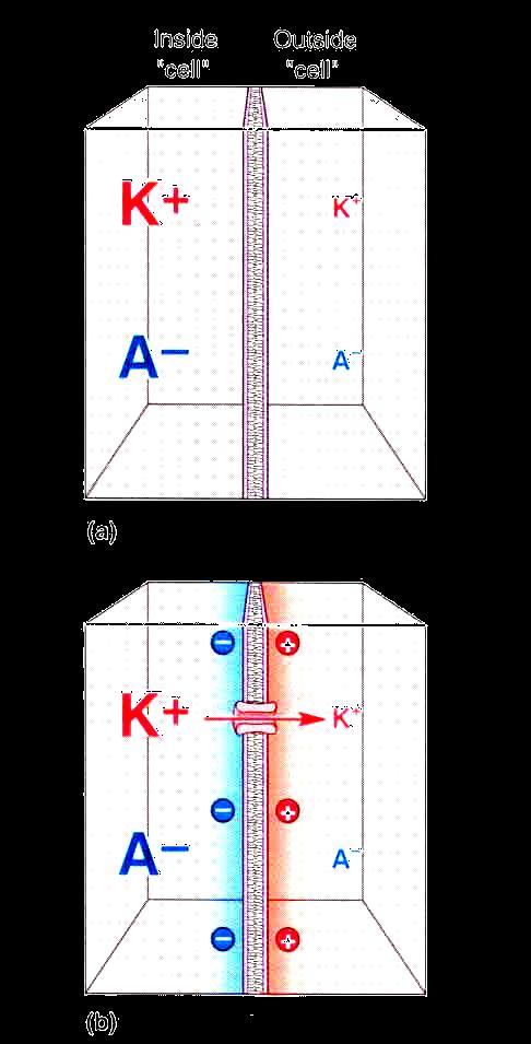 Equilibrium Potential 1 Initial conditions: K concentration gradient exists across