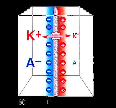 When efflux of K down its concentration gradient equals influx of K down its electrical gradient, ion currents are equal and opposite.