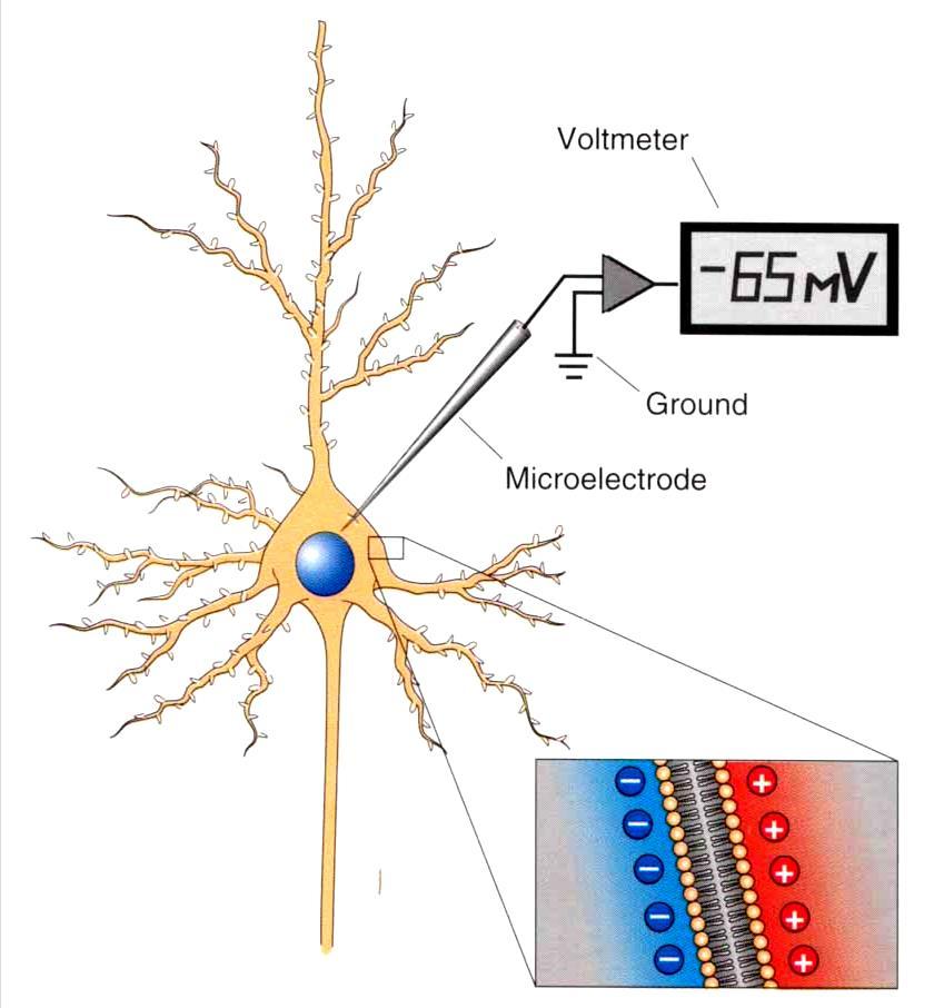 All living cells maintain an electrical potential (voltage) across their membranes (V m ). Resting Potential At "rest", V m is negative (typically V rest -65 mv) relative to extracellular fluid.