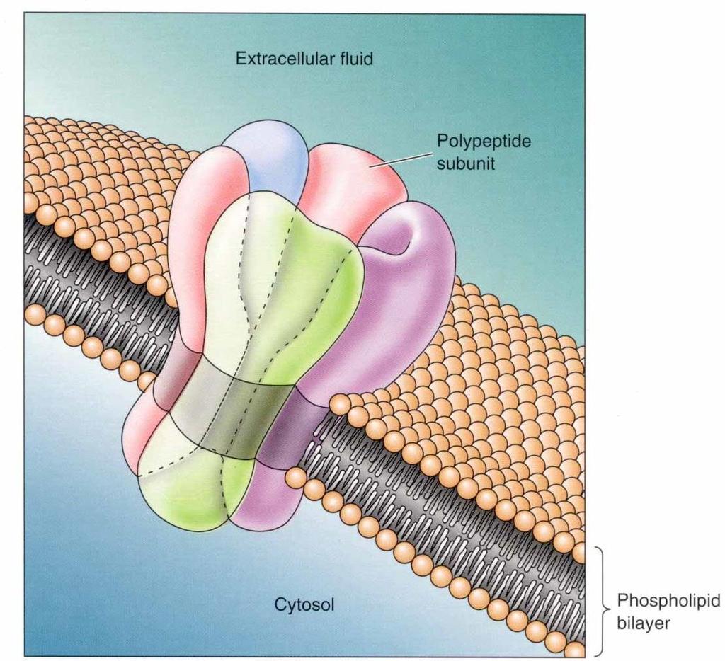 Ion Channels Channels are complex proteins composed of 4 to 6 polypeptide subunits.