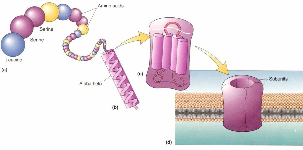 into the lipid bilayer [the hydrophilic ( water-loving ) amino acids are excluded and will associate with the intra- and extracellular fluids] tertiary: