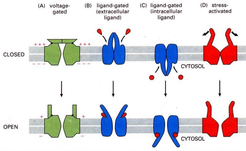 Channel Types Ion channels can be gated open in a number of ways: Random: open or close randomly, leakage channels Voltage: open or close depending on membrane voltage.