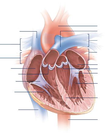 Heart Anatomy The heart has two sides, separated by an inner wall called the septum. The right side of the heart pumps blood to the lungs to pick up oxygen.