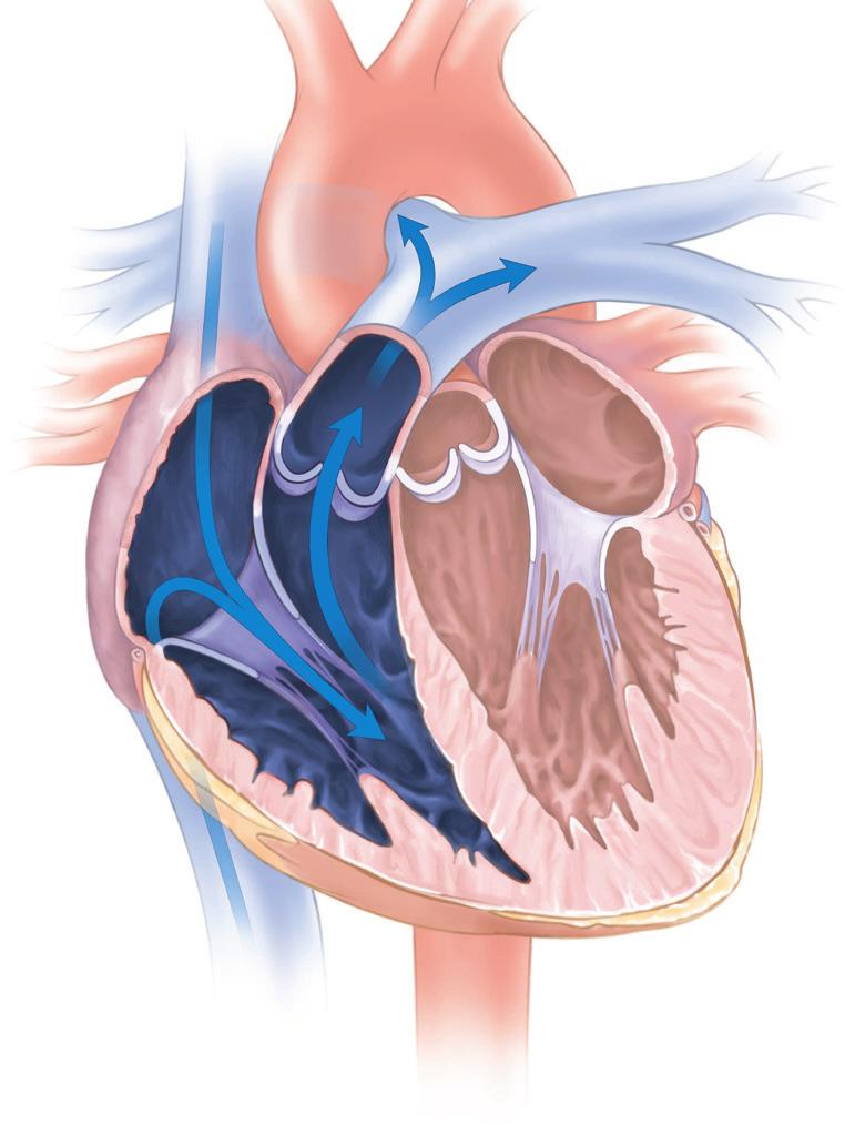 Heart Function A. The Right Side of Your Heart The right side of your heart takes in oxygen-poor blood (blue) from the body and pumps it into the lungs to receive oxygen.