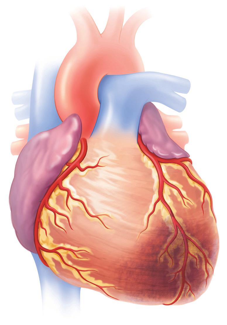 Shows a section of the coronary