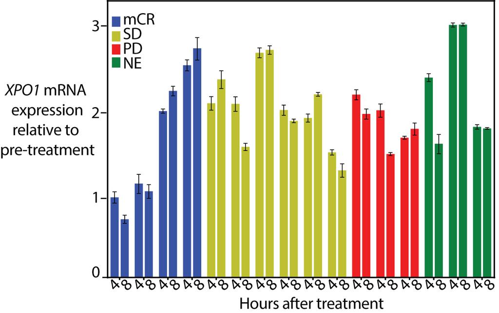 XPO1 mrna levels are increased at 4 and 8 hours after