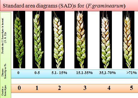 Visual Estimation: Visual estimation of disease severity from natural infection Fusarium Head Blight (caused by Fusarium spp) was used.