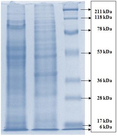 Effect of Drying on Protein Profile of Murraya Koenigii Leaves 865 [7] Nijole, S., B. Danas, B. Vidmantas, B. Gabriele1, D. Gailute, P. Rimantas and S. Loreta, 2012.
