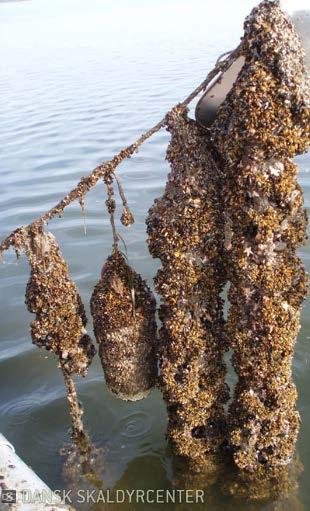 MarBioShell research mussel farm (1 season May-Nov): Total productivity: Shells (50 %): Water (80 %): Dry mussel meat: 40,000 kg mussels (wet)