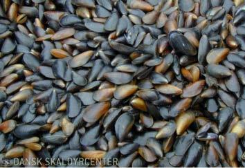 Evaluation of growth potential of blue-mussels in the Great Belt -