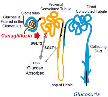 Canagliflozin An orally active renal SGLT2 inhibitor approved as an adjunct to diet and exercise to improve the glycemic control in adults with T2DM Doses: 100/300 mg once daily, before the first