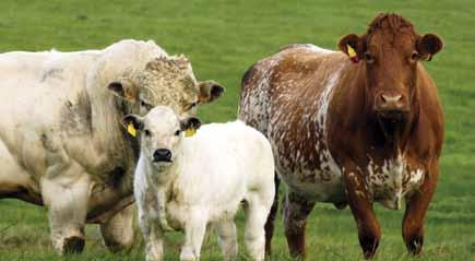 A cross-industry BVD Implementation Group (BVDIG) has been created to develop a Northern Ireland eradication programme which will begin with a voluntary period in 2013 with the proposal to move to a