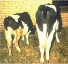 PART 4 BVD: WHAT IT IS AND HOW IT SPREADS Bovine viral diarrhoea (BVD) is a widespread disease of cattle causing various symptoms including abortion, stillbirths, diarrhoea, pneumonia, poor condition
