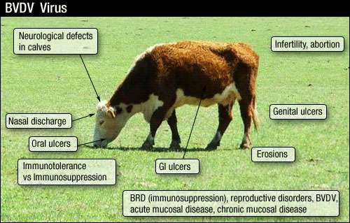 The BVDV complex can result in subclinical benign bovine viral diarrhea, fatal mucosal disease, peracute fatal diarrhea, immune suppression, thrombocytopenia and hemorrhagic disease,