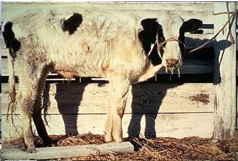 Calf born persistently infected (PI) Superinfection