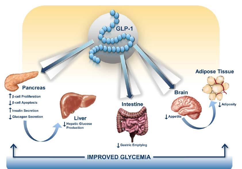 GLP-1 targets multiple organs