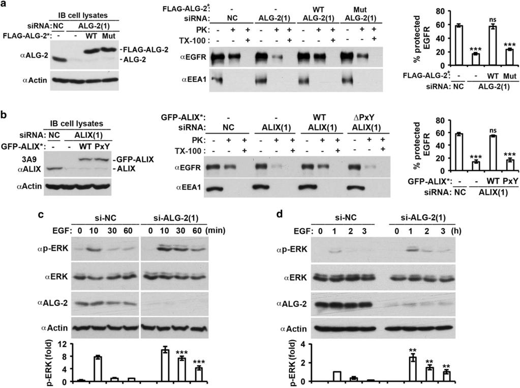 10 Activation of the MVB sorting function of ALIX by ALG-2 Figure 5 Activation of ALIX by ALG-2 has a rate-limiting role in MVB sorting of activated EGFR.
