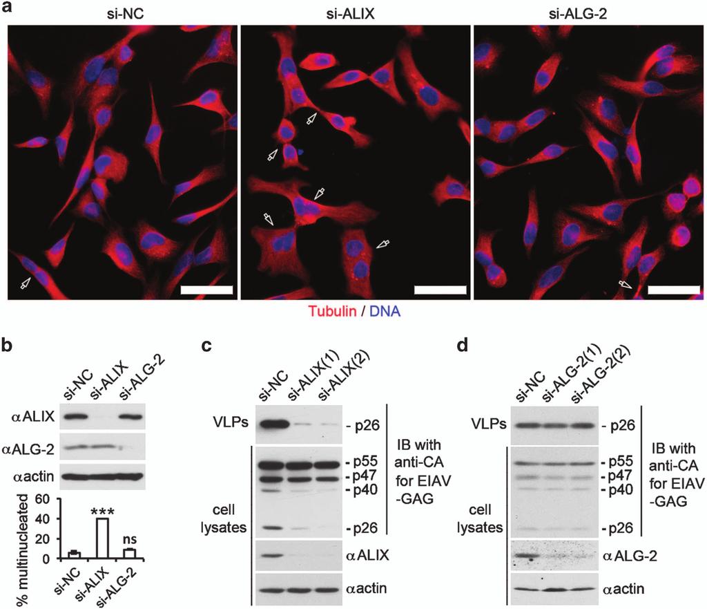 Sheng Sun et al. 15 Figure 8 ALG-2 is not responsible for generating functional ALIX that supports cytokinetic abscission or retroviral budding.