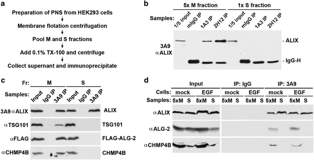 8 Activation of the MVB sorting function of ALIX by ALG-2 Figure 4 ALG-2-unlocked ALIX quantitatively associates with the membrane.