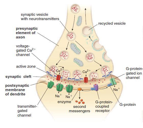 The synapse is formed by: an axon terminal (presynaptic terminal) that deliver the signal, a region on the surface of another