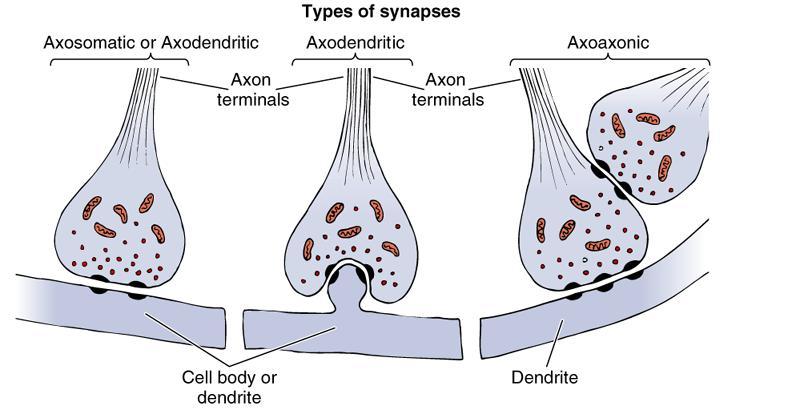 Types of synapses : 1- Chemical: A: