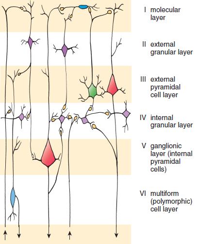 In the cerebral cortex, the gray matter has six layers