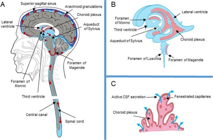 The choroids plexus consists of envaginated folds of pia matter, rich in dilated fenestrated capillaries that penetrate the interior of brain ventricles.