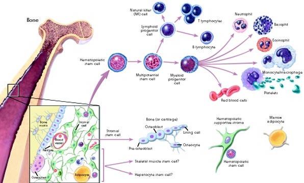 Intercellular Signaling 3 pathways Autocrine: cells have receptors for their own secreted factors (liver regeneration) Paracrine: cells respond to