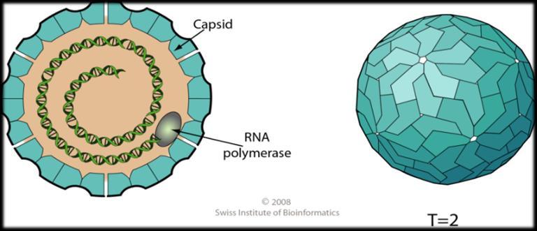 PMCV piscine myocarditis virus Similarities with Totiviridae family A family that infects protozoan parasites and fungi Transmission during cell division, sporogenesis or cell fusion Recently several