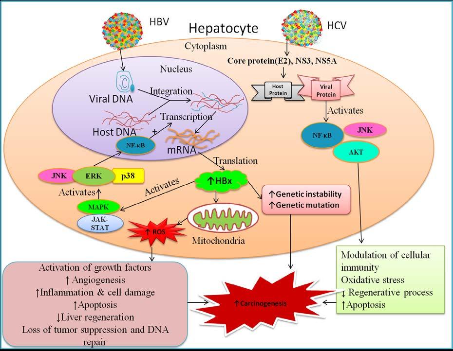 Figure 2: Pathogenesis of HBV and HCV infection and hepatocellular carcinoma. HBV infection results in integration of viral DNA with host DNA and leads to increased production of HBx protein.
