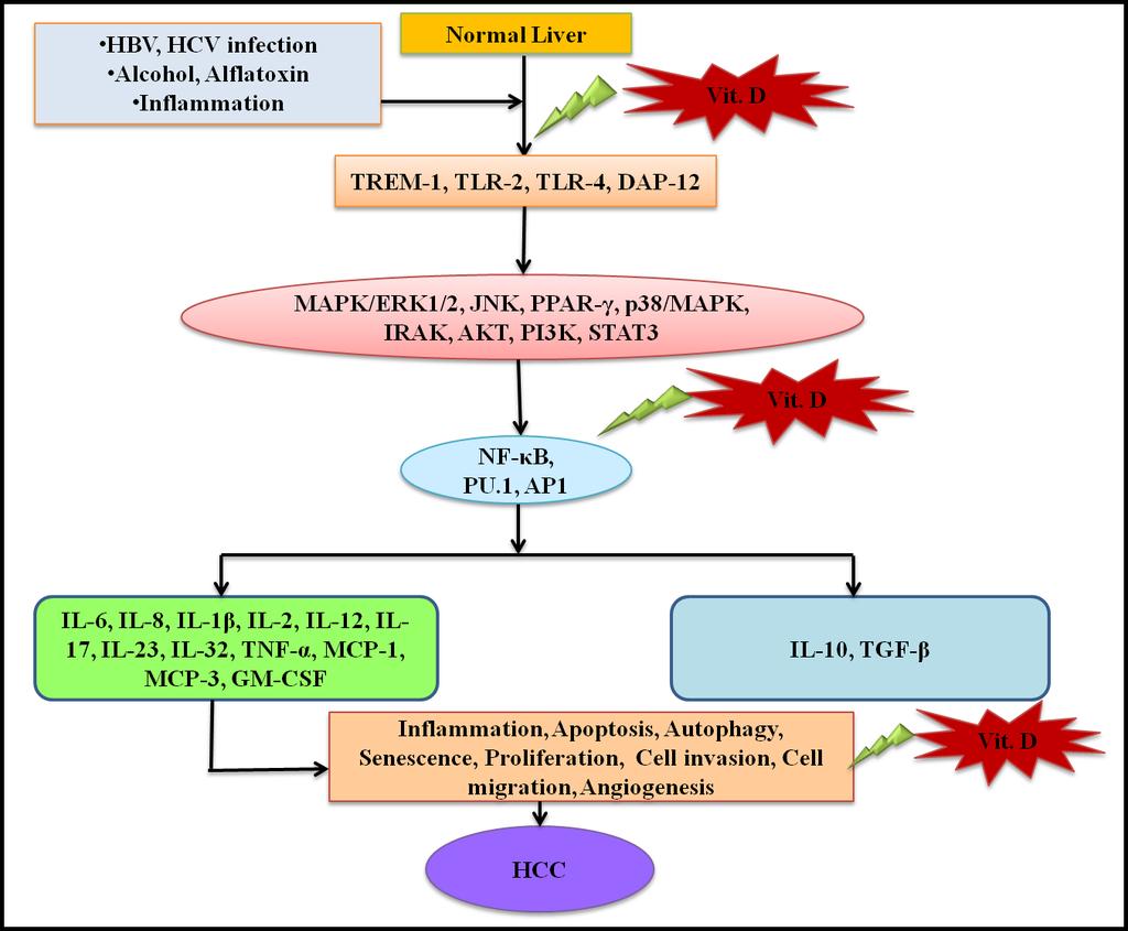 Figure 5: Schematic presentation for molecular pathogenesis of hepatocellular carcinoma.