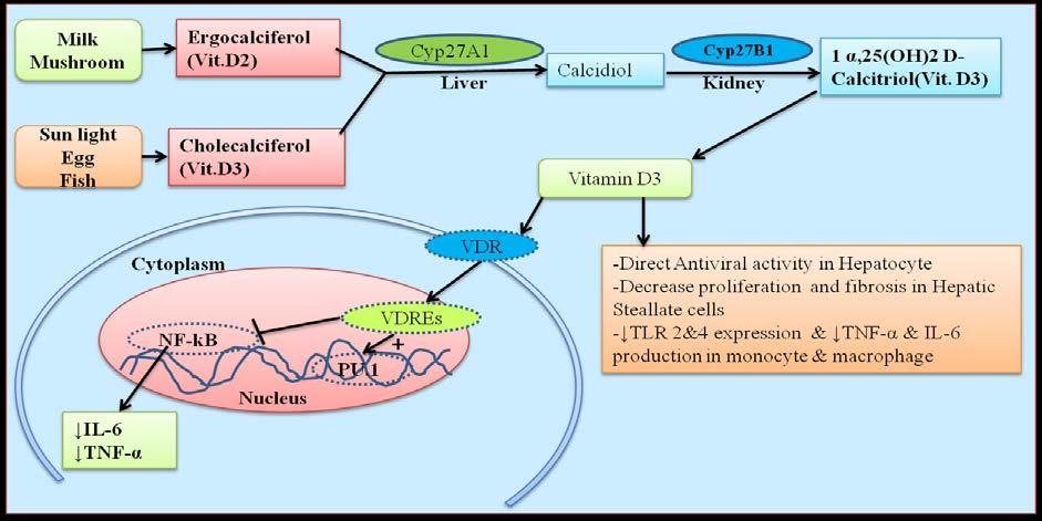 Figure 36: Schematic diagram showing metabolism of vitamin D and its role in regulation of TREM-1.