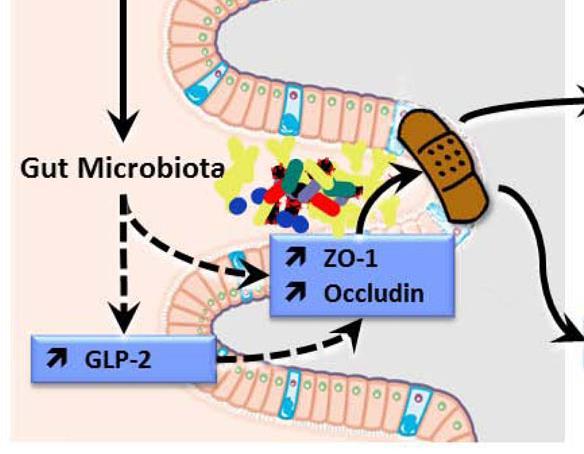 GUT MICROBIOTA-RELATED PERMEABILITY IMPAIREMENT Zonulina-1 and