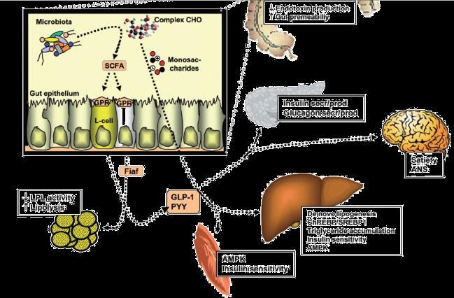 Gut Microbiota & Metabolic Endotoxemia intestinal Fiaf lipoprotein lipase activity GLP-1 Glucagon like peptite Grelin PYY intestinal