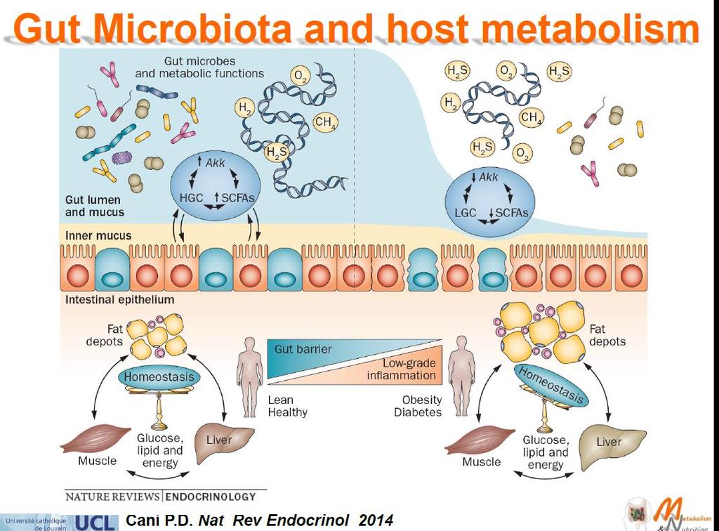 Gut Microbiata and