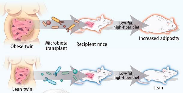 2013 Mice receiving a transplant from the Obese twin donors developed