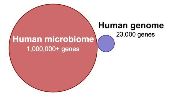 Gut Microbiota is a community of living microorganisms (symbionts, pathobionts)
