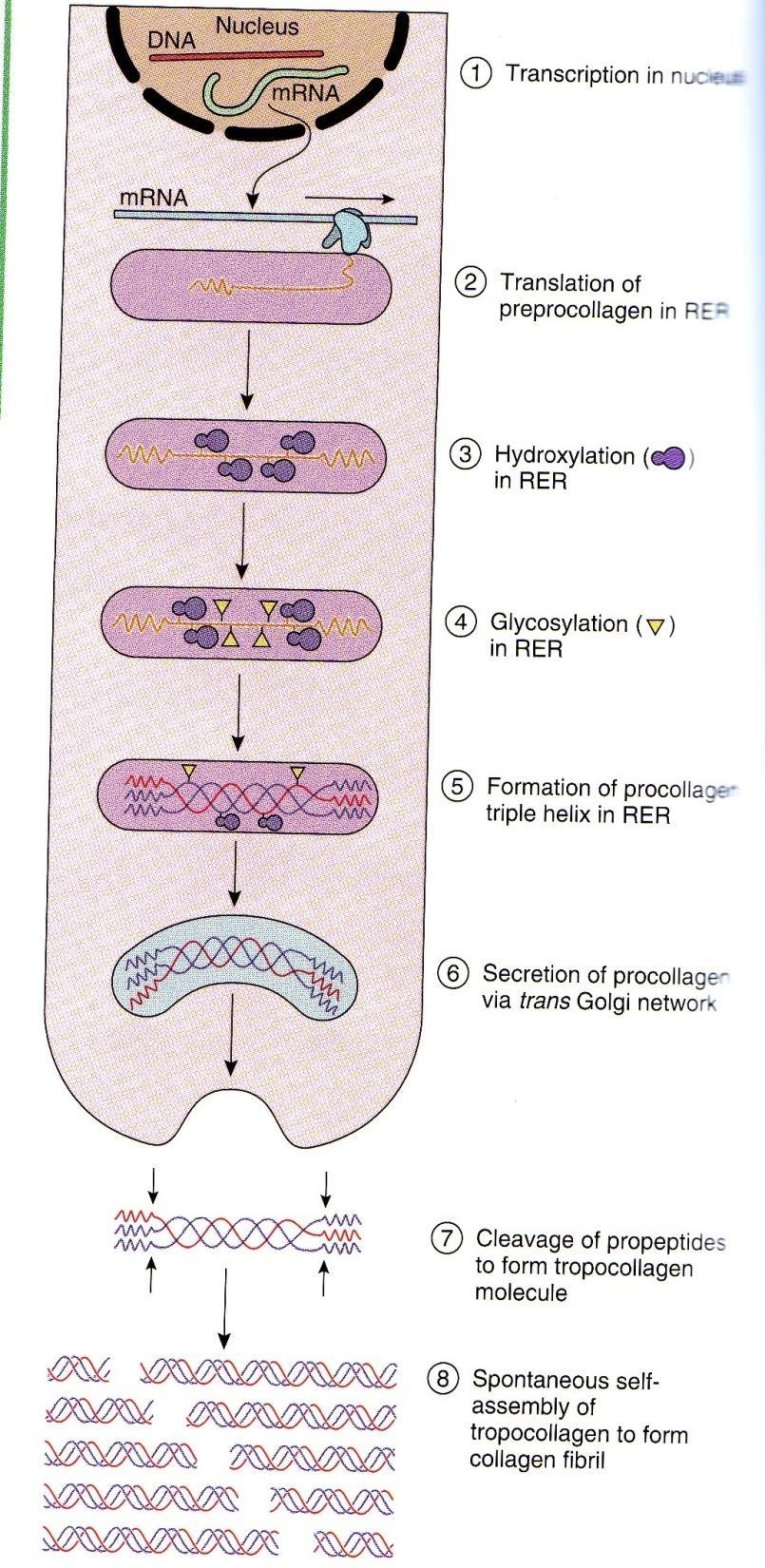 Intracellular * Transcription (Nucleus). * Translation (rer). * Hydroxylation (rer). * Glycosylation (rer & Golgi).