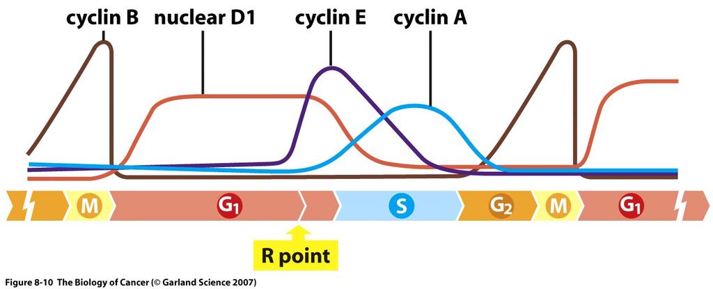 To move from one phase of the cell cycle to the next, proteins are phosphorylated by a complex of a cyclin and a cyclin-dependent