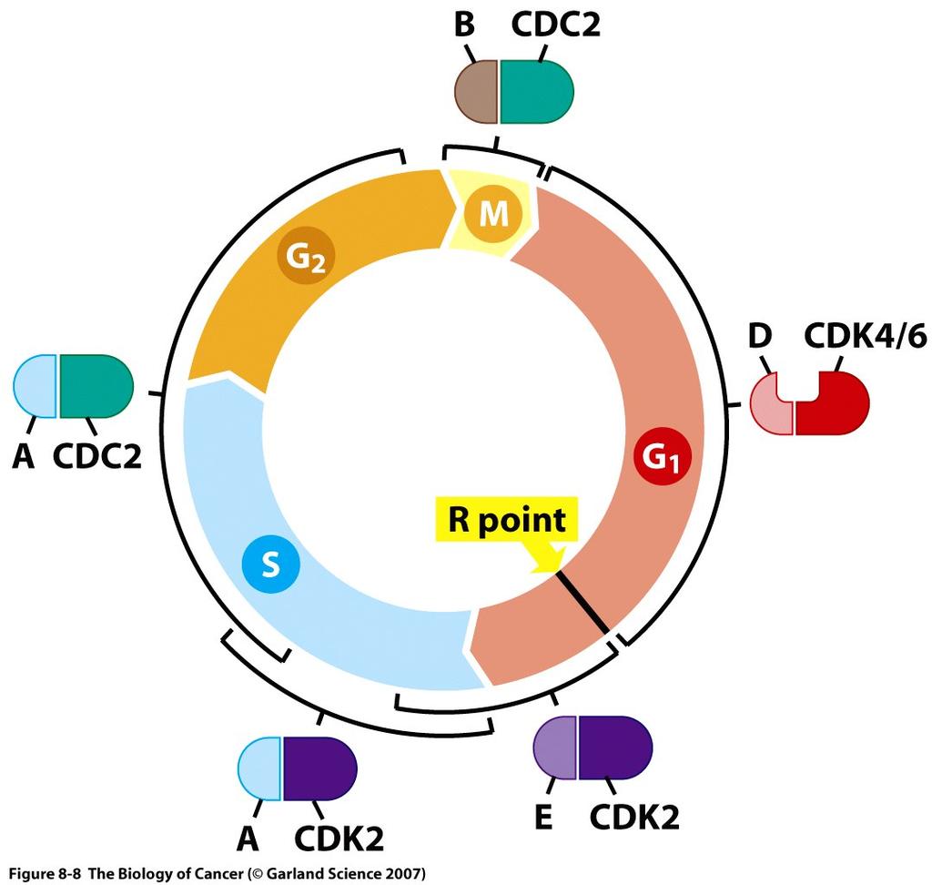 Residents Fall 2018 16 Levels of cyclins change across the cell cycle How does radiation cause cell cycle arrest?