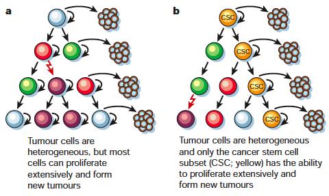 Stem Cell Model Cancers can follow the clonal evolution model or the cancer stem cell model (or may be a mix of the two models).