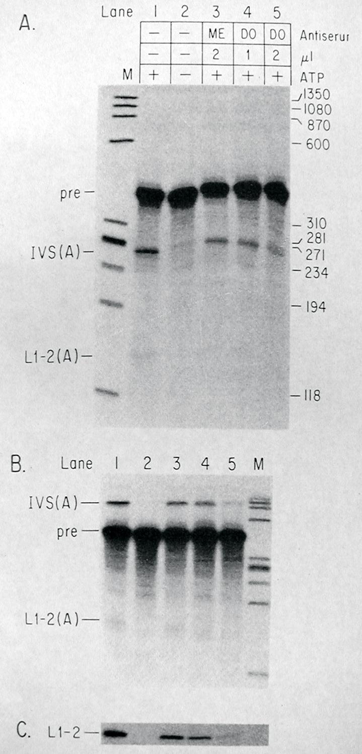 Sharp & coworkers L1----IVS----L2 intron is 231n DO is an antisnurp sera ME is the control sera Panel C is a Southern blot of the 10% acrylamide 8M urea
