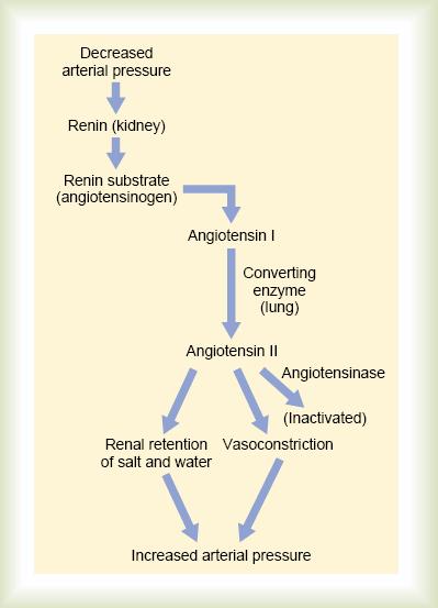 Renin-angiotensin vasoconstrictor mechanism for