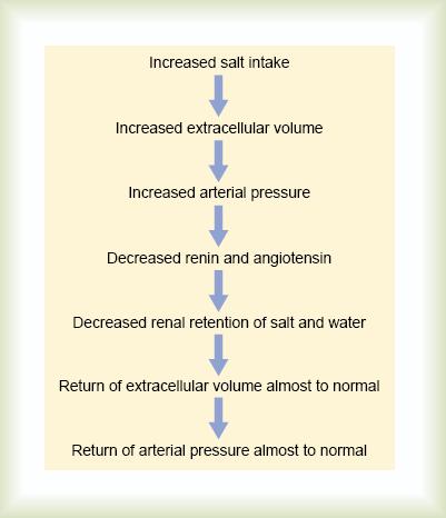 Role of the Renin-Angiotensin system in maintaining a normal arterial pressure despite wide variations in salt intake.