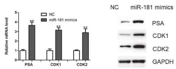 TONG et al: microrna-181 PROMOTES PROSTATE CANCER CELL PROLIFERATION 1299 A C B Figure 4. mir 181 represses DAX 1 expression in LNCaP cells.