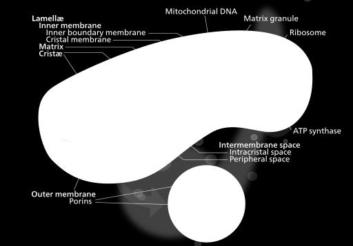 lipids found in the inner membrane and the eukaryotic nature of the outer membrane. Mitochondria are genomically similar to bacteria of the order Rickettsiales.