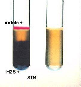 AFTER INCUBATION: reagents Kovac's reagent Barritt's reagents A (alpha-naphthol) and B (KOH) methyl red reagent THE PROCEDURES: Indole test, H 2 S, and motility 1.