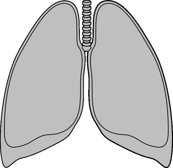 e. Diagram of the lung surfaces and the hilus of the lung: G.