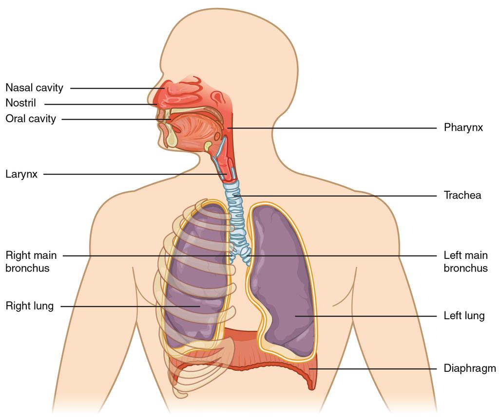 Organs and Structures of the Respiratory System Bởi: OpenStaxCollege The major organs of the respiratory system function primarily to provide oxygen to body tissues for cellular respiration, remove