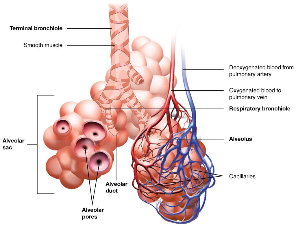 Organs and Structures of the Respiratory System Respiratory Zone Bronchioles lead to alveolar sacs in the respiratory zone, where gas exchange occurs.